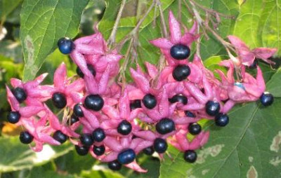 Clerodendrum_trichotomum_var._fargesii.jpg