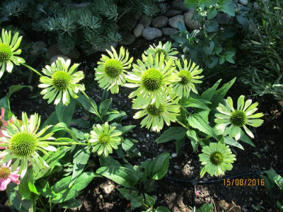 IMG_0480 Green Jewel small.jpg
