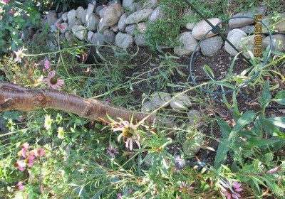 IMG_0479 Rocky Top small.jpg