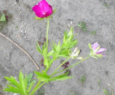 20040629_callirhoe_blaetter.jpg