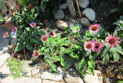 IMG_0482 Lilliput small.jpg