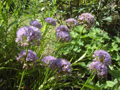 PICT1444.JPG