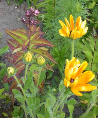 20040629_phlox_und_rudbeckia.jpg