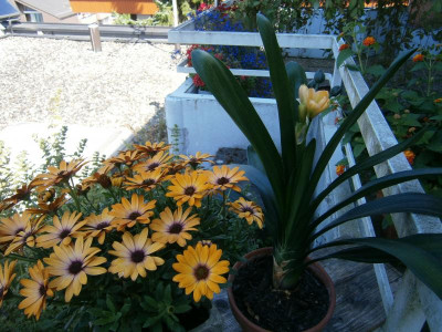 Clivia Sommerblüte 16 006.JPG