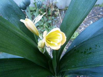 Clivia Sommerblüte 16 004.JPG