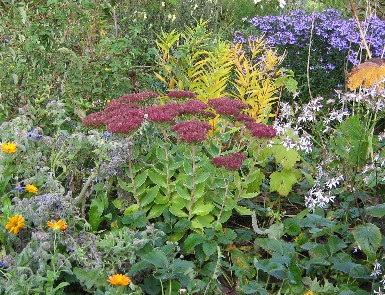Sedum_Aster_und_Amsonia.JPG