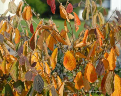 Herbst-Hamamelis-Halbtotale-klein.jpg