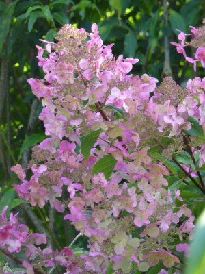 Hortensie-2.jpg