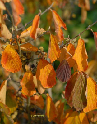 Herbst-Hamamelis-Detail1-klein.jpg