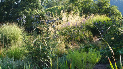 Miscanthus Amsonia Vitex Stipa Echinops P8150664.JPG