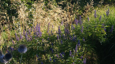 Vitex Stipa Echinops P8150662.JPG