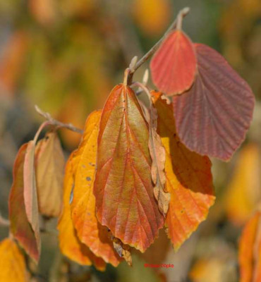 Herbst-Hamamelis-Detail2-klein.jpg