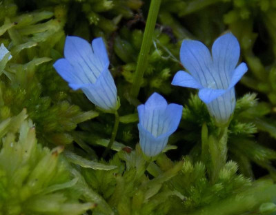 Campanula 2.jpg