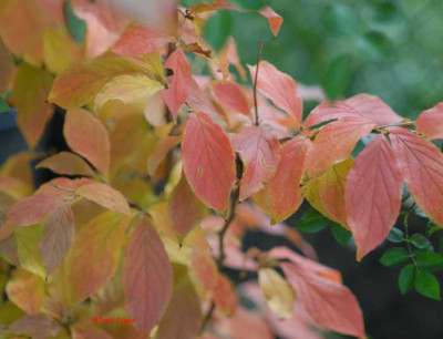 Herbst-Stewartia-Wolke-klein.jpg
