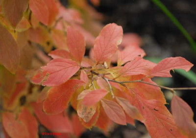 Herbst-Stewartia-Sonne-klein.jpg