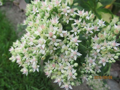 IMG_0371 panaschiert small.jpg