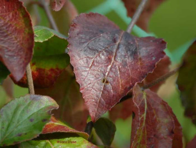 Herbst-Viburnum1-klein.jpg