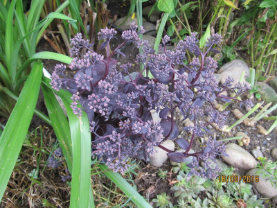 IMG_0507 schwarzrot small.jpg