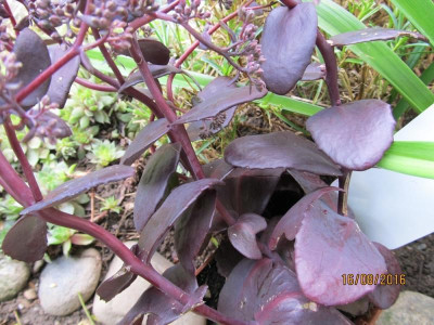 IMG_0508 schwarzrot small.jpg