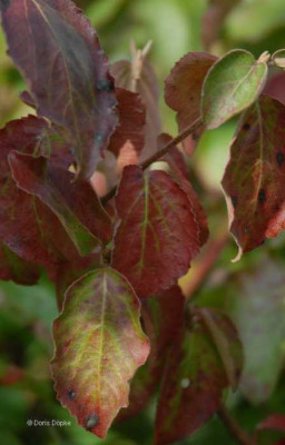 Herbst-Viburnum2-klein.jpg