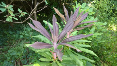 WP_20160817_014 Rhododendron magniflorum.jpg