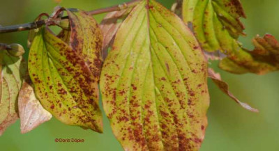Herbst-Cornus-klein.jpg