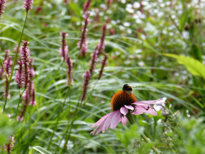 2016-08-14 Gartenimpressionen 1.jpg