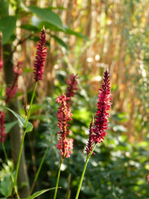 2016-08-16 Gartenimpressionen 1.jpg
