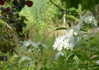 2016-08-18 Gartenimpressionen 2.jpg