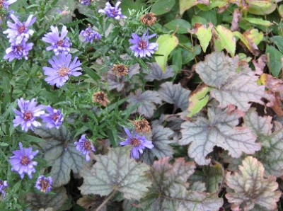 Aster_mit_Heuchera_und_Epimedium.JPG