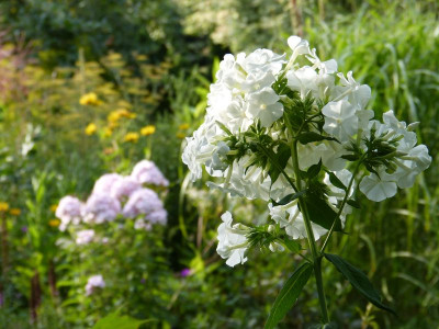 2016-08-18 Phlox 'Zauberflöte' 2.jpg