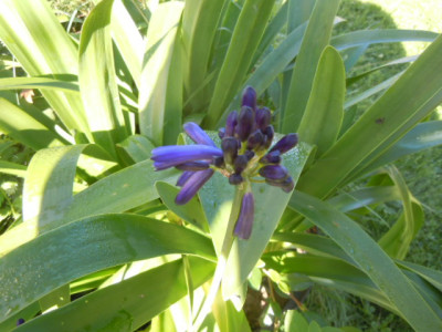 agapanthus graskop.JPG