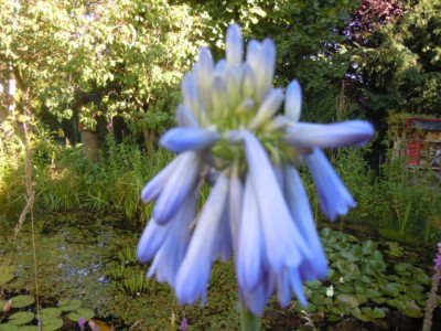 agapanthus.JPG