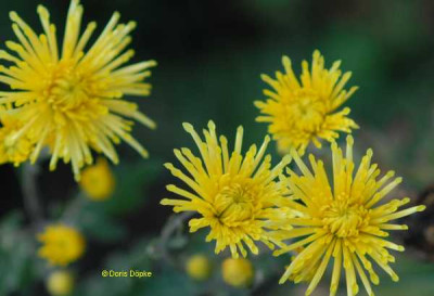 Chrysantheme-Novembersonne-klein.jpg