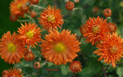 Chrysantheme-kupfer-klein.jpg