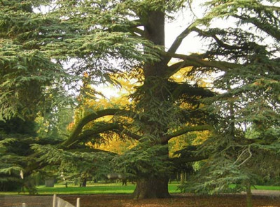 77Cedrus_Gleditsia.jpg