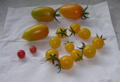 Tomaten.jpg