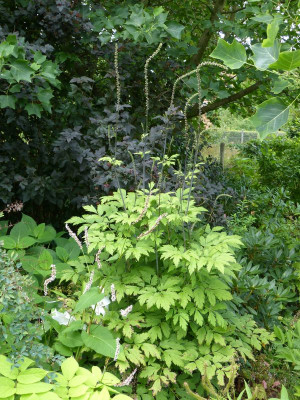 2016-08-14 Actaea ramosa.jpg