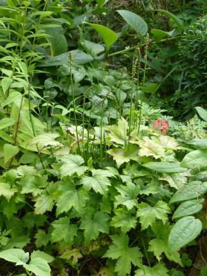 2016-08-16 Actaea japonica 'Cheju-do'.jpg