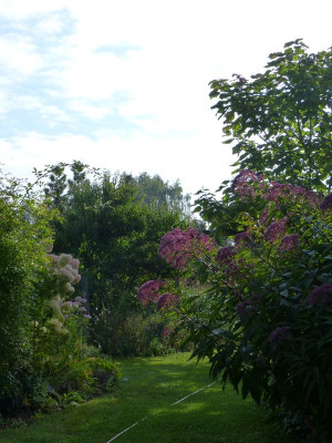 2016-08-20 Gartenimpressionen 3.jpg