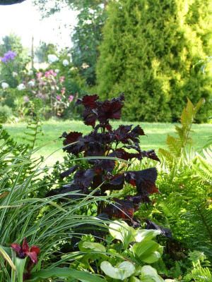 2016-08-20 Gartenimpressionen 6.jpg