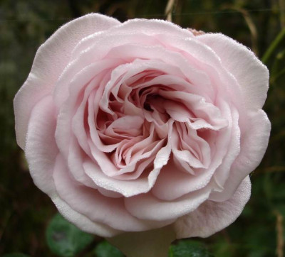 Cymbeline_1006.jpg
