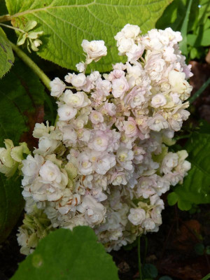 2016-08-20 Hydrangea involucrata 'Hortensis'.jpg
