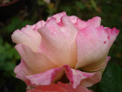 Augusta_Luise10061.JPG
