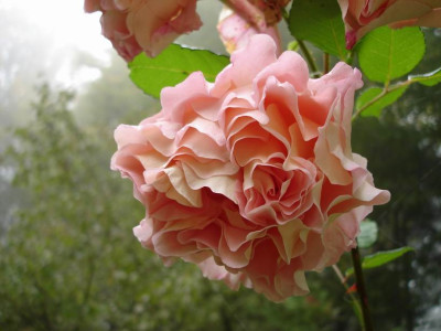 Augusta_Luise10062.JPG
