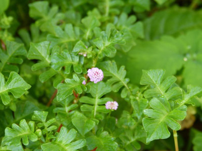 2016-08-20 Persicaria runcinata.jpg