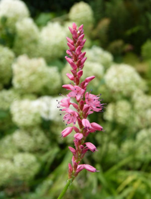 2016-08-20 Persicaria Sämling 1.jpg