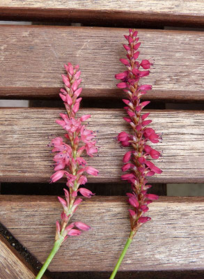 2016-08-20 Persicaria Sämling 2.jpg
