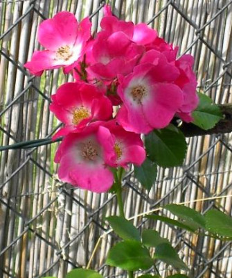20040629_american_pillar.jpg
