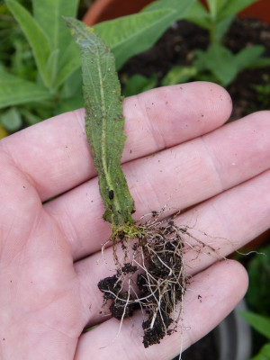 2016-08-18 Verbena bonariensis 1.jpg